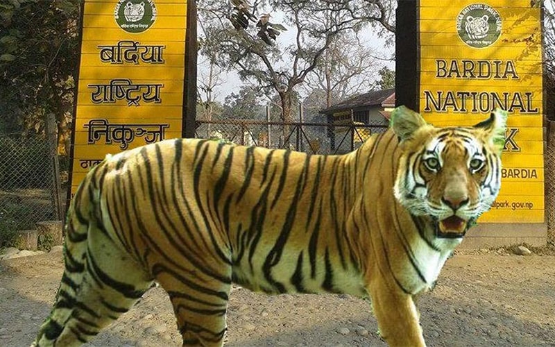 Jungle Safari at Bardiya National Park