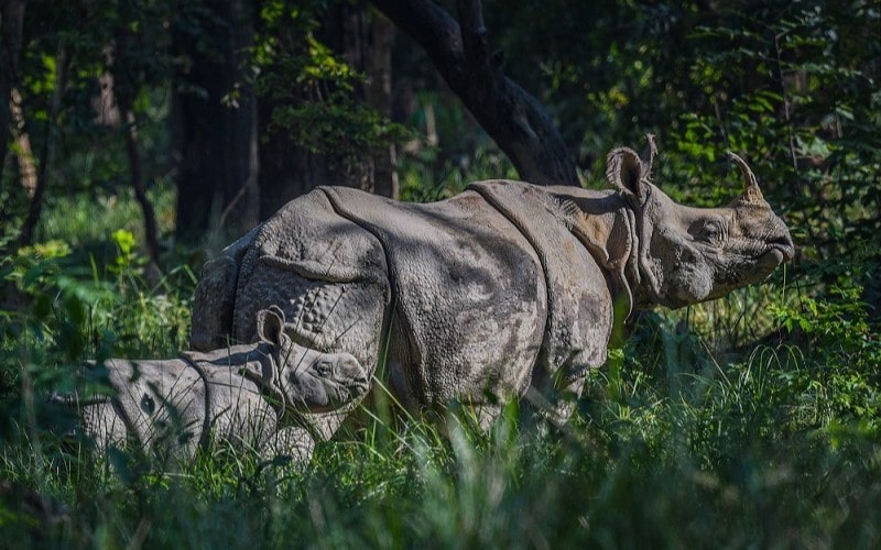 Jungle Safari at Chitwan National Park