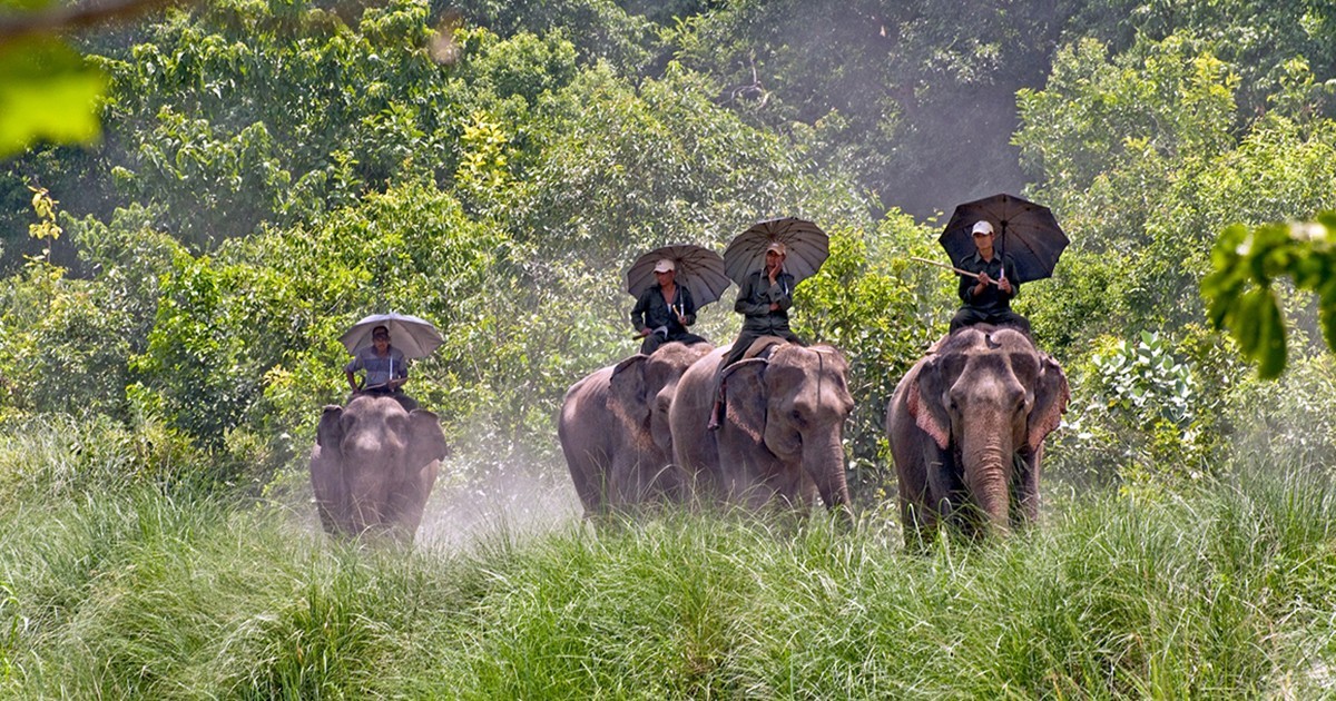 Bardiya Jungle Safari