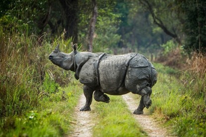 Chitwan Jungle Safari