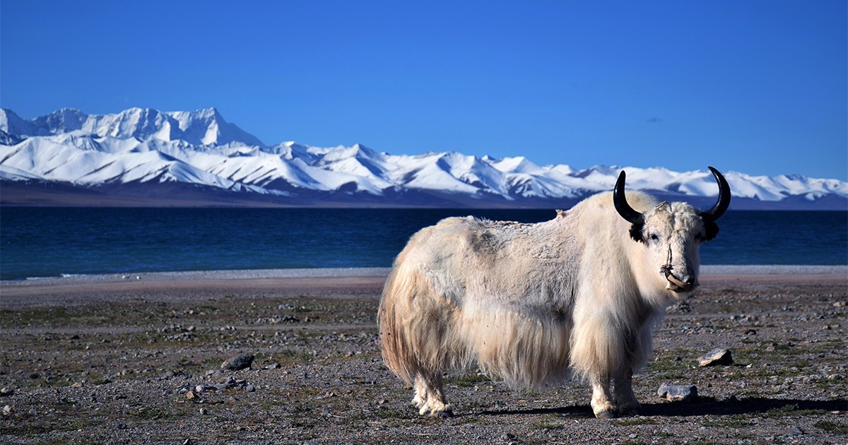 Tibet Lhasa Namtso Lake