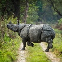 One Horned Rhino Chitwan National Park 