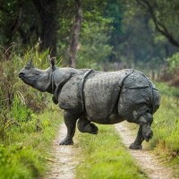 Discovering the One-Horned Rhinoceros: Nepal’s Majestic Conservation Success Story