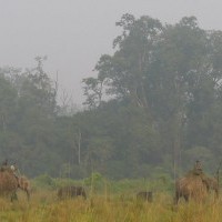 Elephant Jungle Safari in Chitwan National Park