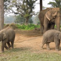 Elephant Breeding Center in Chitwan National Park