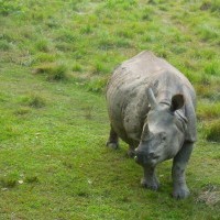 One Horned Rhino Chitwan National Park 